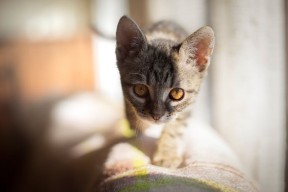 华体会登录-绿茵重组，托尼之光撕裂北欧防线，南非逆袭挪威记