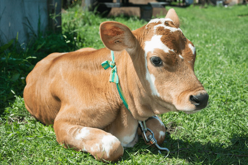华体会下载-关于太阳再下一城，小牛腰部受伤形势堪忧的信息  第1张